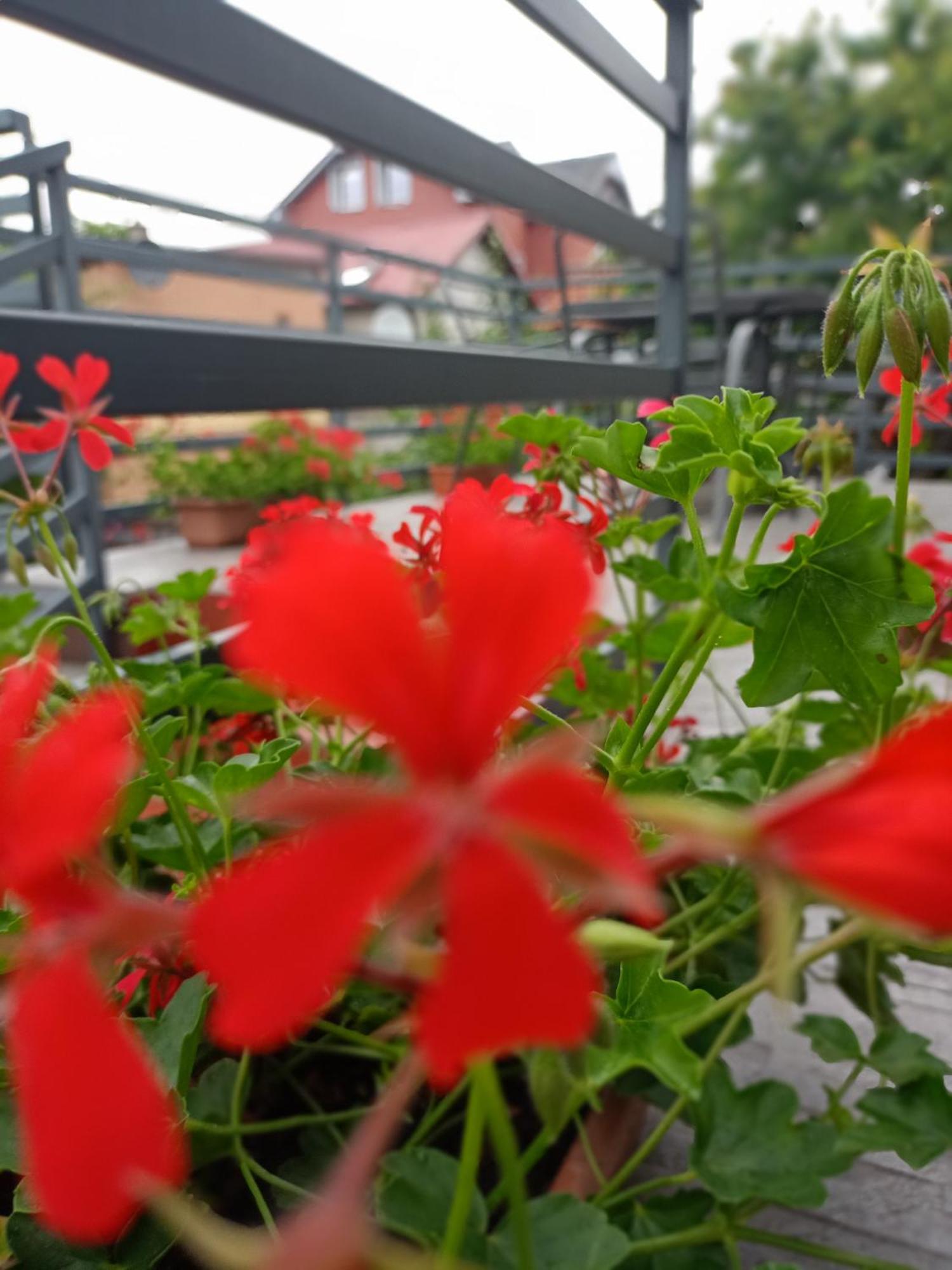 Miramar Apartman Łeba Kültér fotó